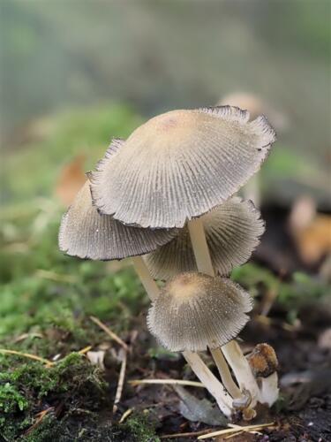 Tiem Meijering - Clubuitje Heiloerbos - 1